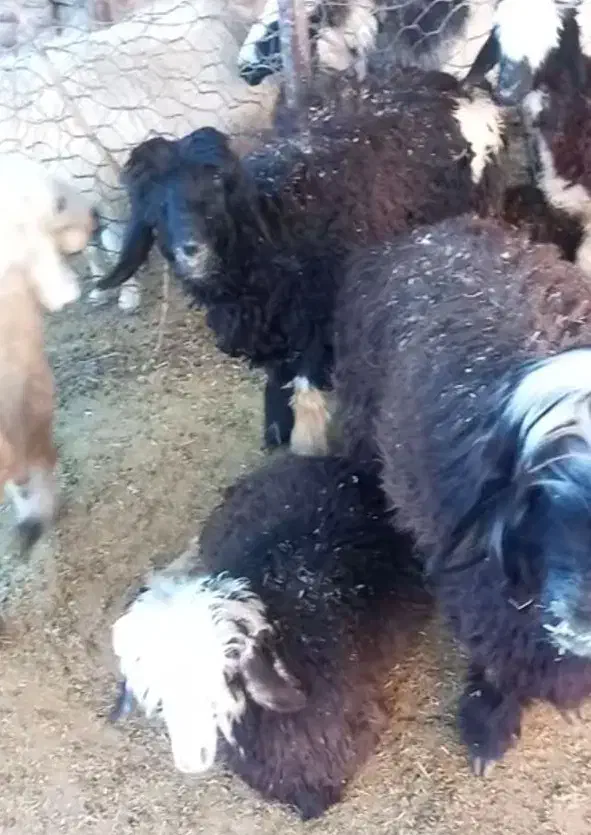 کره نر و بره نر|حیوانات مزرعه|بهبهان, |دیوار