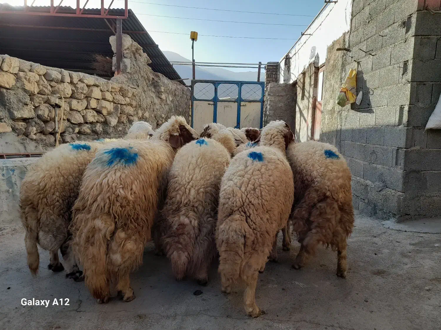 کاور سنجابی ده راس پوشی|حیوانات مزرعه|روانسر, |دیوار