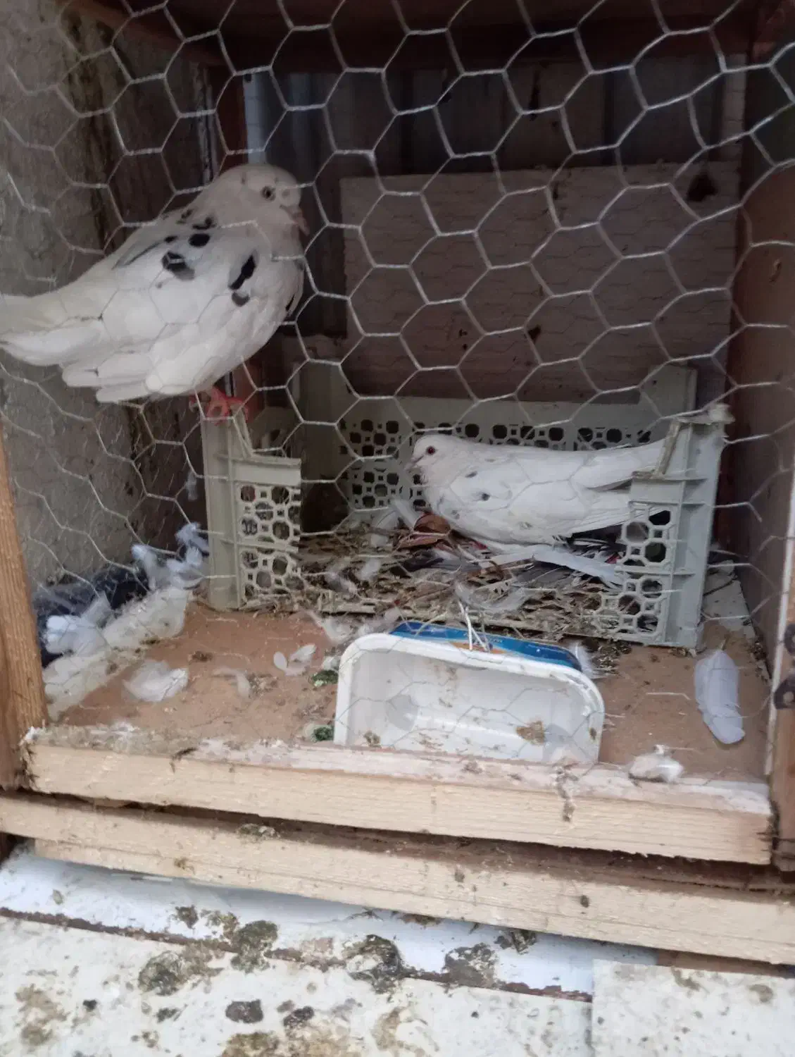 کبوتر|پرنده|گرگان, |دیوار