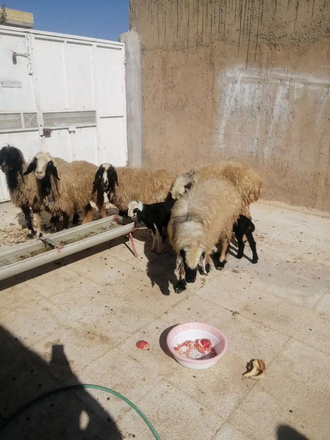 فروش میش بره دار|حیوانات مزرعه|ارژن, |دیوار