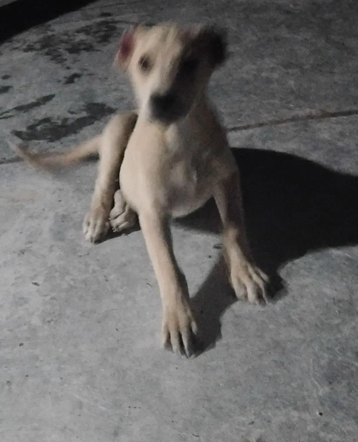 توله‌‌سگ‌سرابی|سگ|شیروان (خراسان), |دیوار