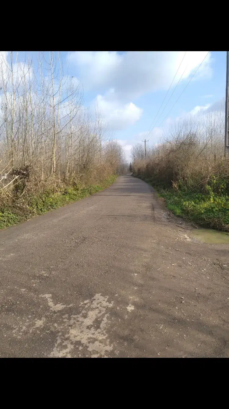 هزار متر زمین باغی با نهال صنوبر|فروش زمین و ملک کلنگی|رشت, قاسمیه|دیوار