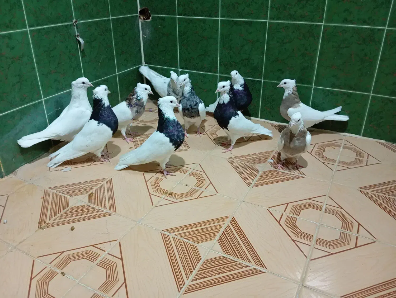 چند جفت طوقی|پرنده|لامرد, |دیوار