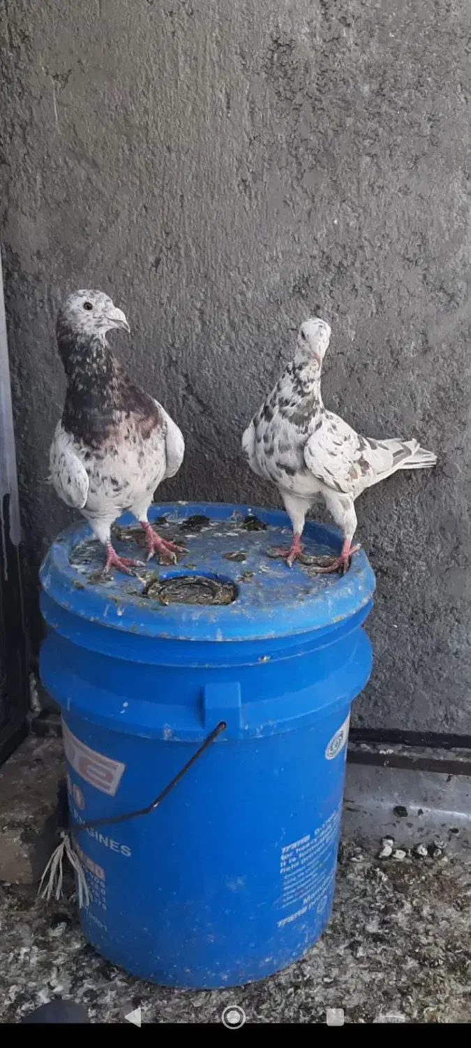 کفتر یا کبوتر|پرنده|اقبالیه, |دیوار