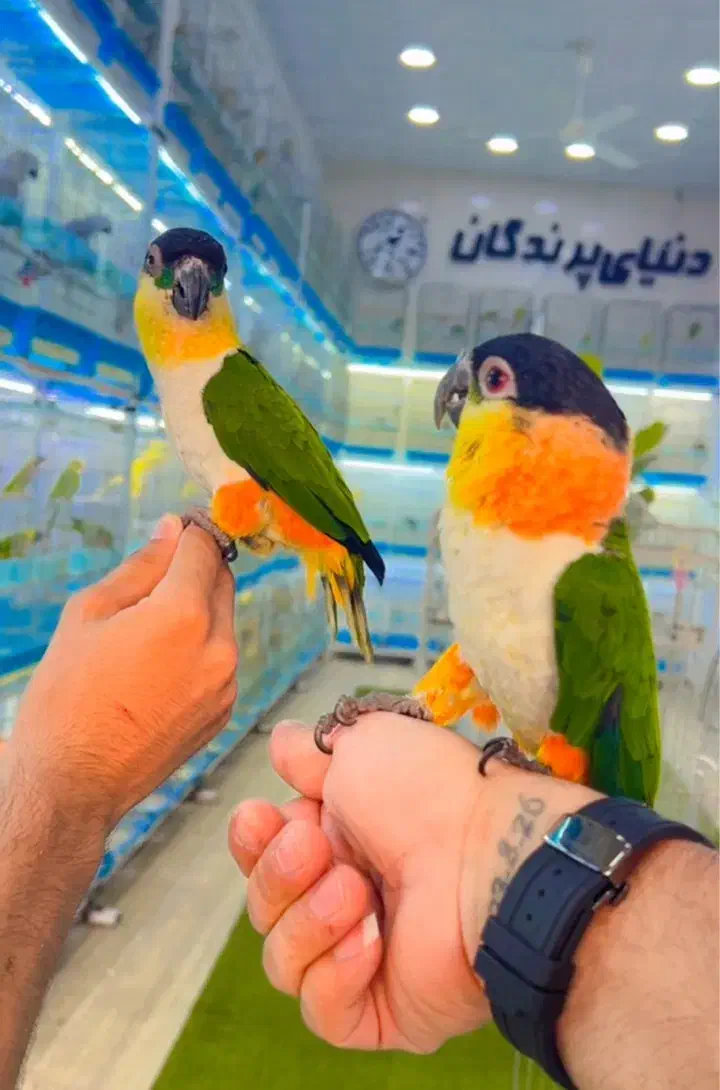 طوطی کایک|پرنده|شیراز, لب آب|دیوار