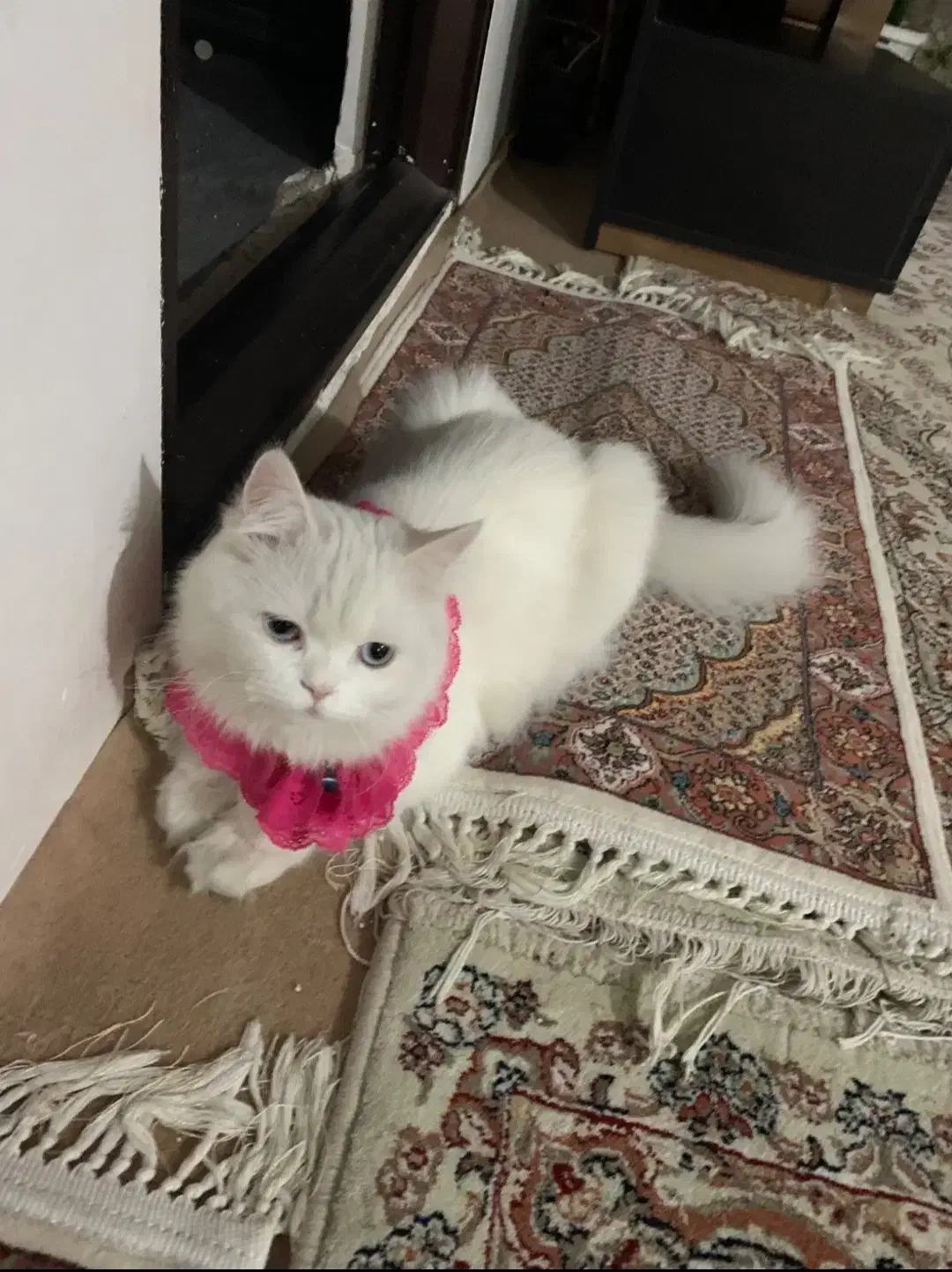 گربه ماده پرشین|گربه|ارومیه, |دیوار