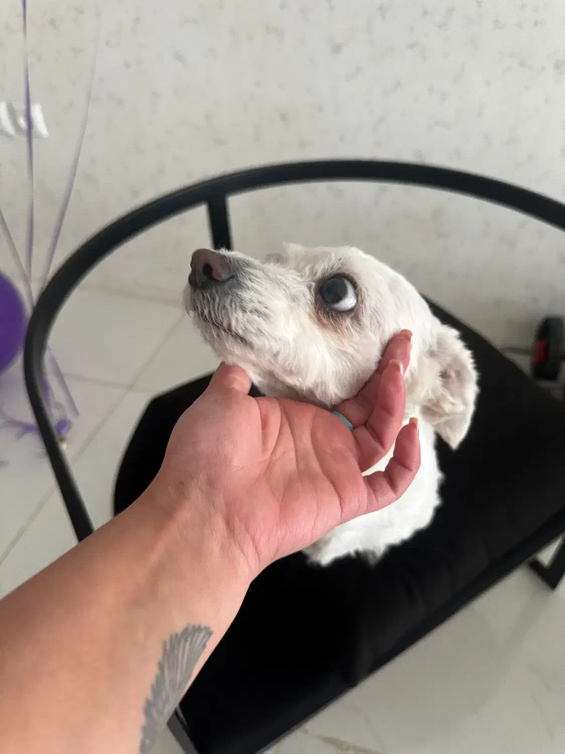 واگذاری سگ شیتزو|سگ|مشهد, اقبال|دیوار