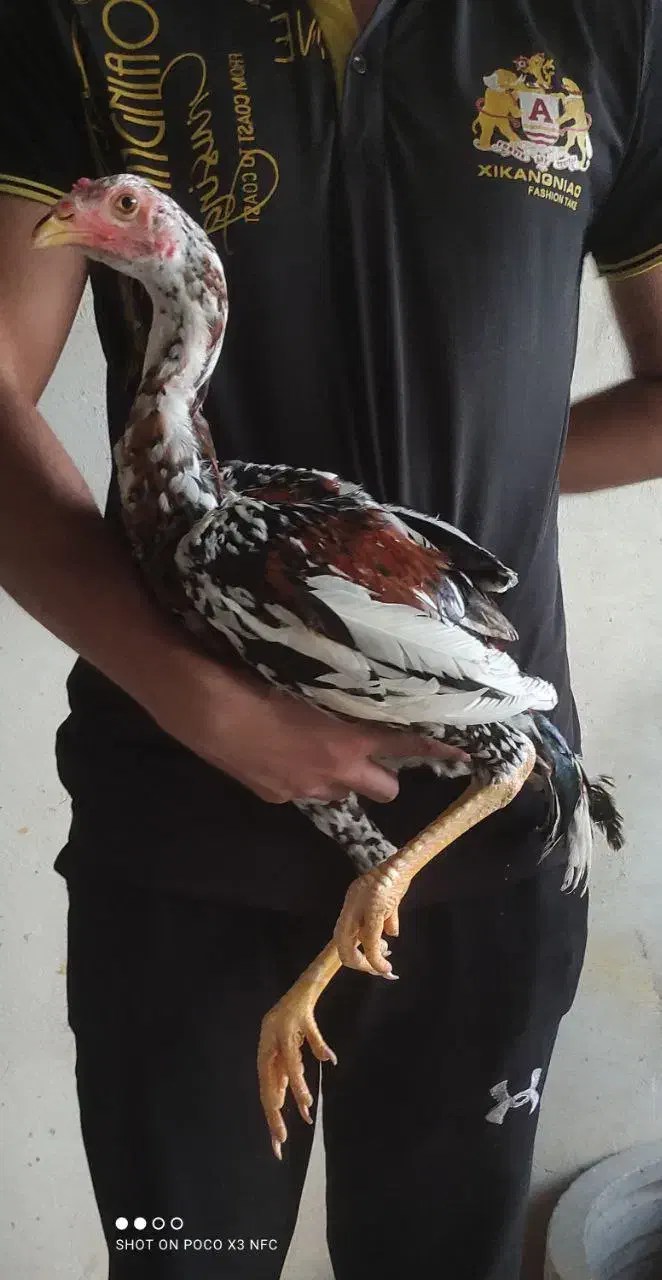 لاری|حیوانات مزرعه|بندر ترکمن, |دیوار