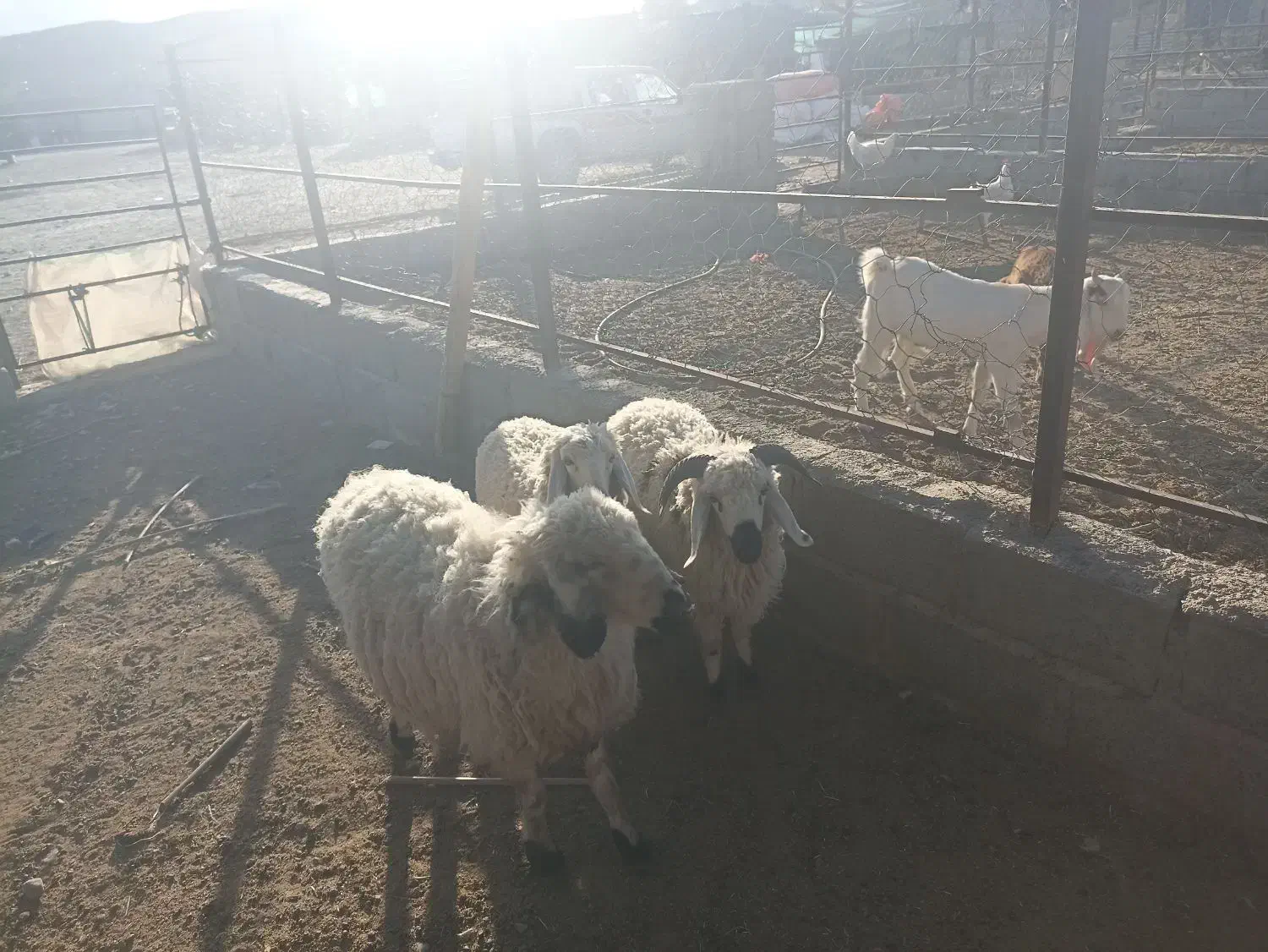 میش با دوتا بره|حیوانات مزرعه|سراوان, |دیوار