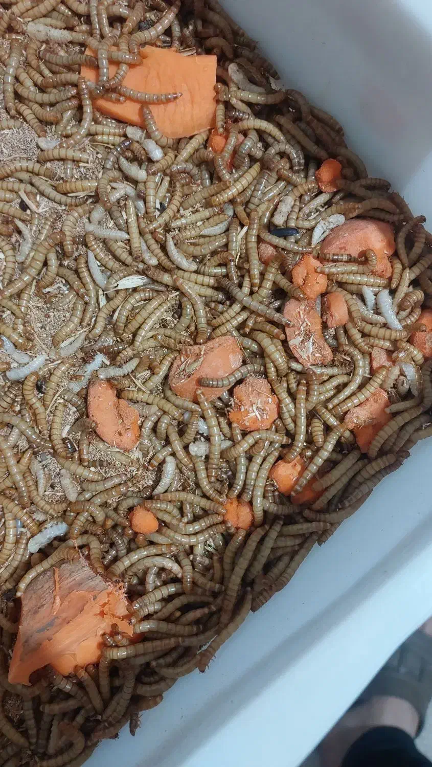 کرم میلورم|لوازم جانبی حیوانات|سبزوار, جهاد کشاورزی|دیوار