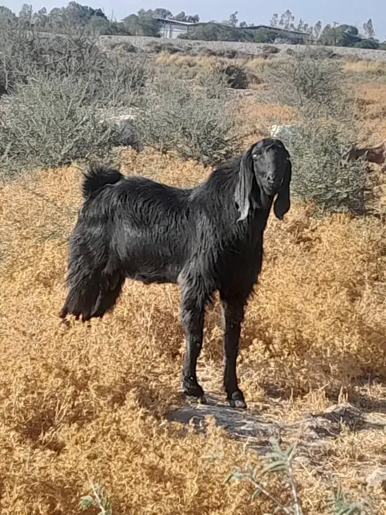 نری پاکستانی. اصل|حیوانات مزرعه|جیرفت, |دیوار