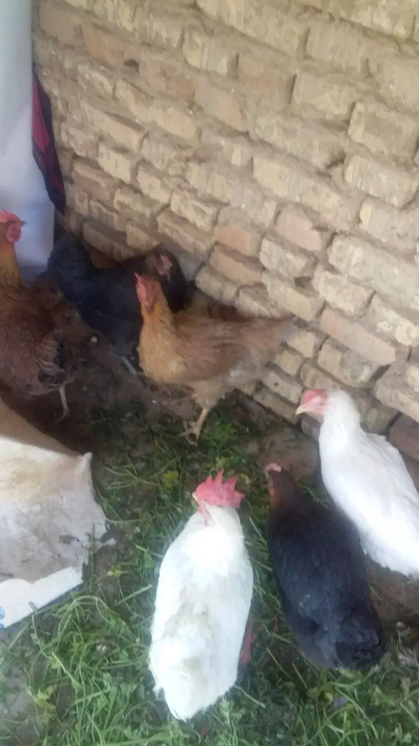 مرغ|حیوانات مزرعه|مبارکه, |دیوار