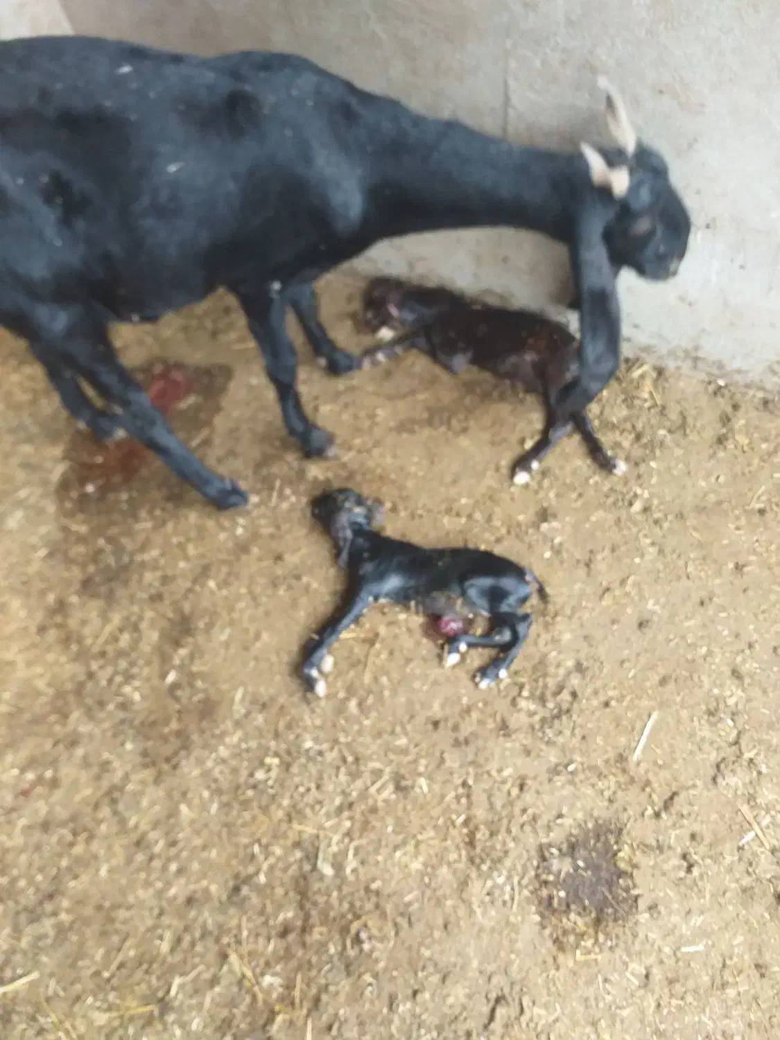 بز لیبه|حیوانات مزرعه|اهواز, کوی ملی راه|دیوار