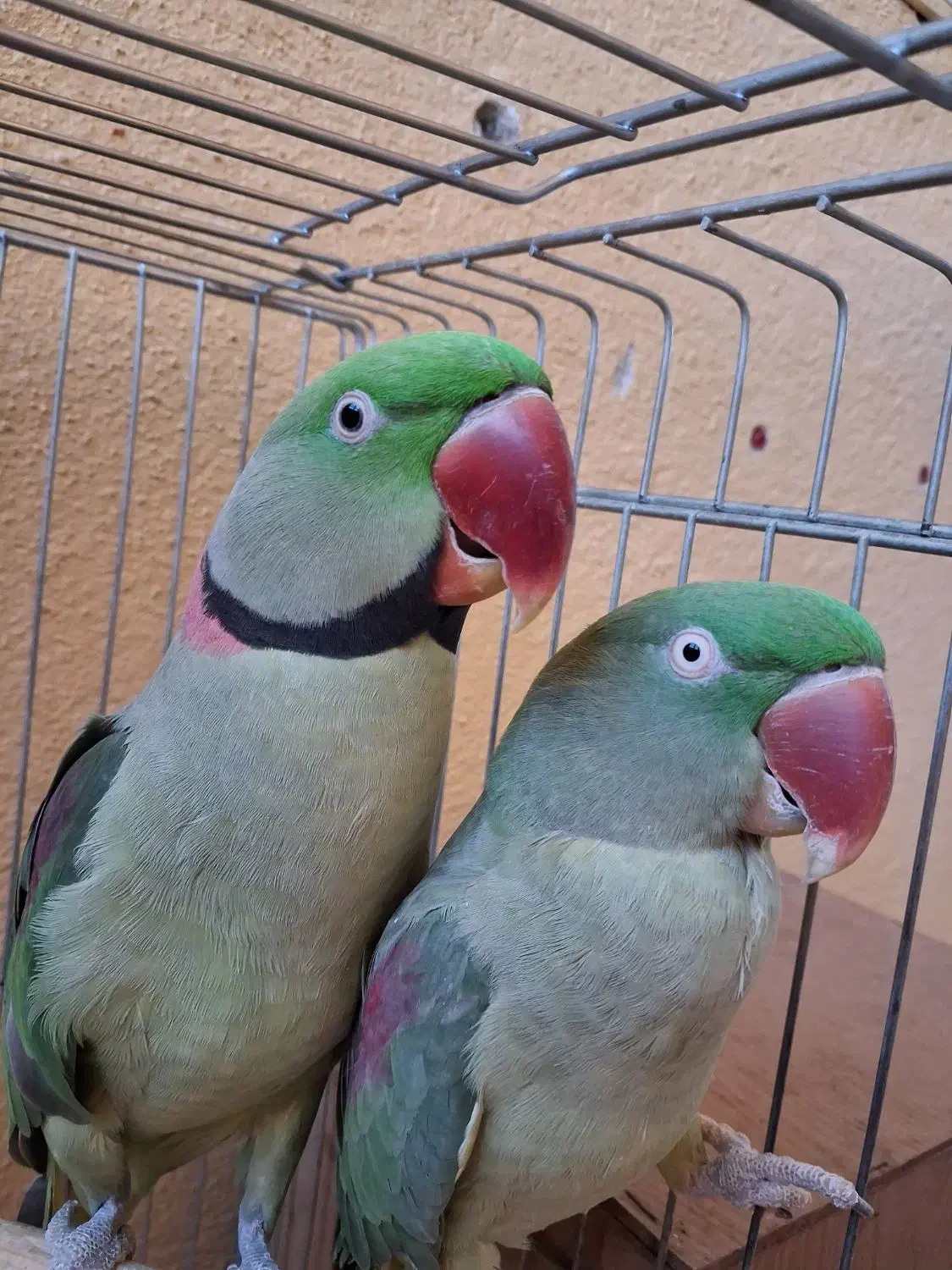 یک جفت شاه طوطی مولد|پرنده|تبریز, |دیوار