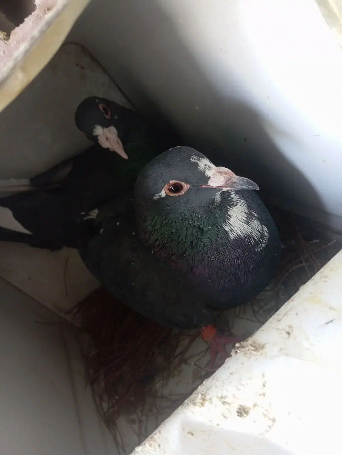 دوجفت پلنگ خوشگل|پرنده|کرمان, |دیوار