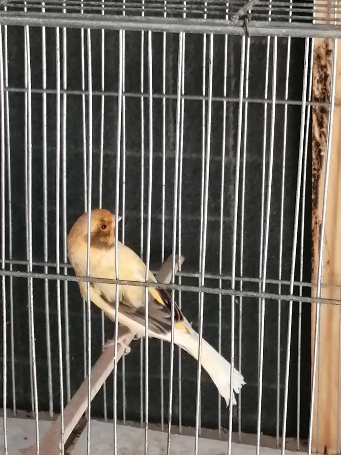 قناری نر|پرنده|شیراز, سلطان آباد|دیوار