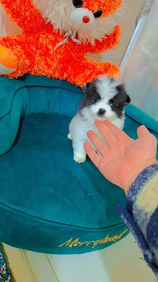 پامر روباهی عروسکی|سگ|رشت, دیانتی|دیوار