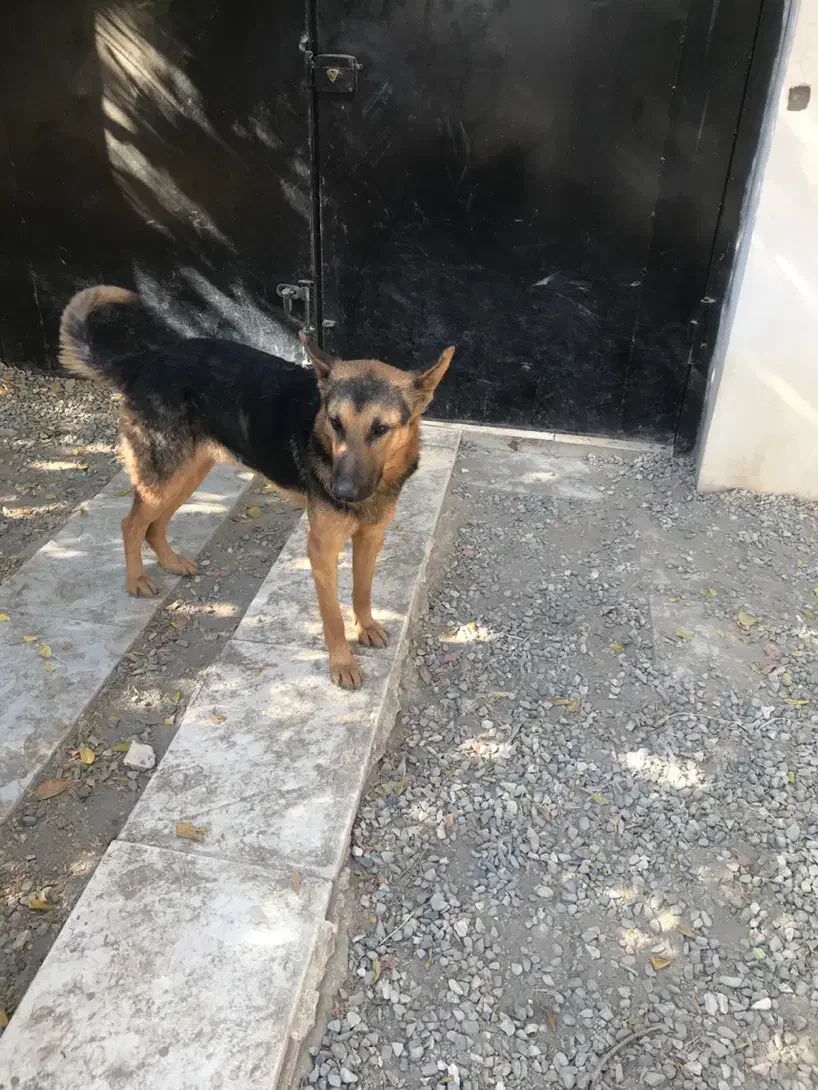 واگذاری سگ نگهبان|سگ|هشتگرد, تهران دشت|دیوار