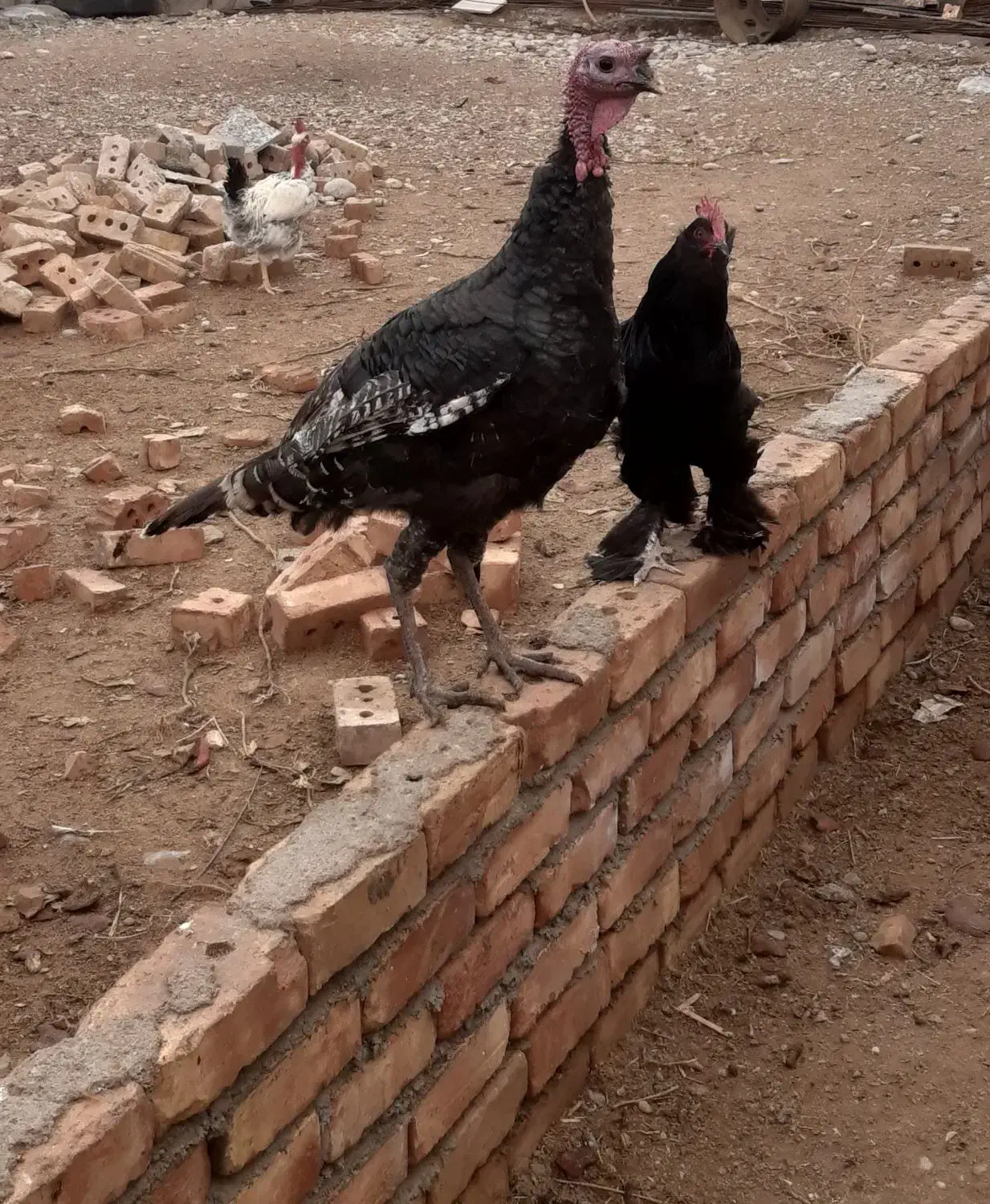 بوقلمون جوان و خروس مرندی وگردن لخت|حیوانات مزرعه|فیروزه, |دیوار