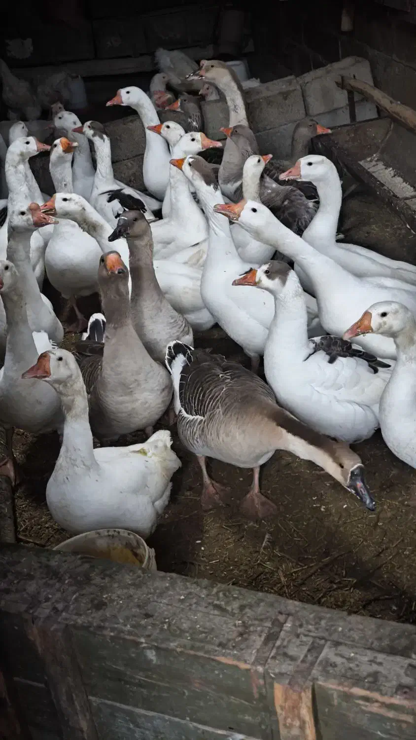 غاز محلی|حیوانات مزرعه|پیرانشهر, |دیوار