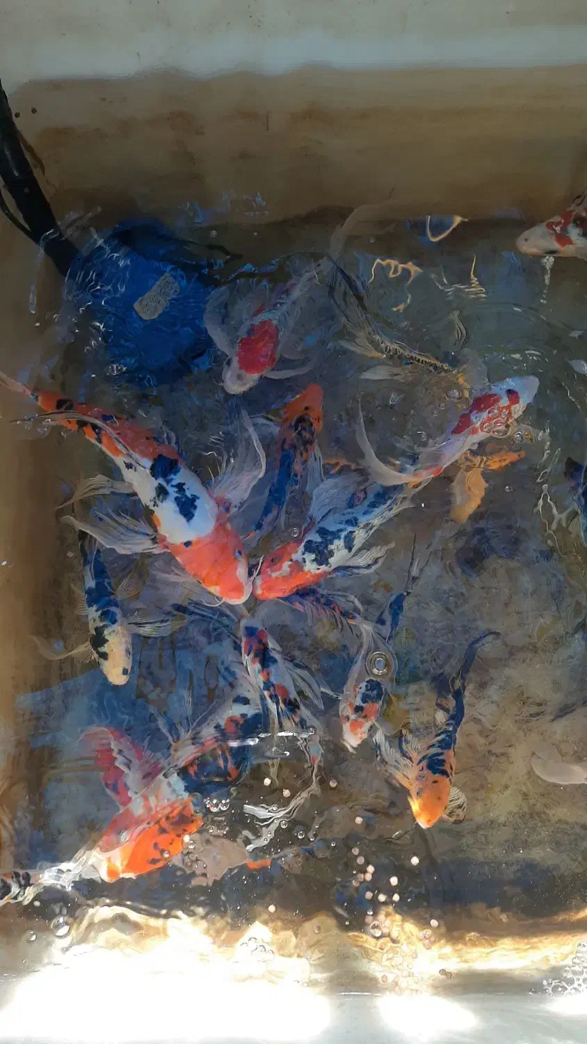 ماهی کوی نژاد دار|ماهی|قم, حاج خلیل|دیوار