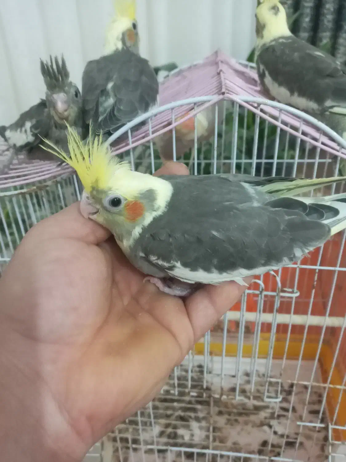 عروس هلندی|پرنده|دابودشت, |دیوار