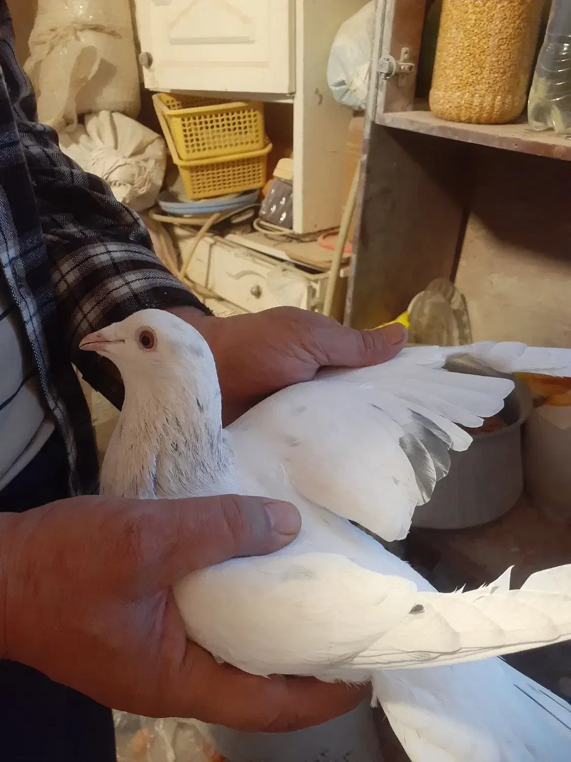 چپ ماده ،هفترنگ نر کفتر|پرنده|اقبالیه, |دیوار