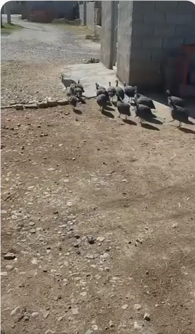 مرغ شاخدار|پرنده|سیمین شهر, |دیوار