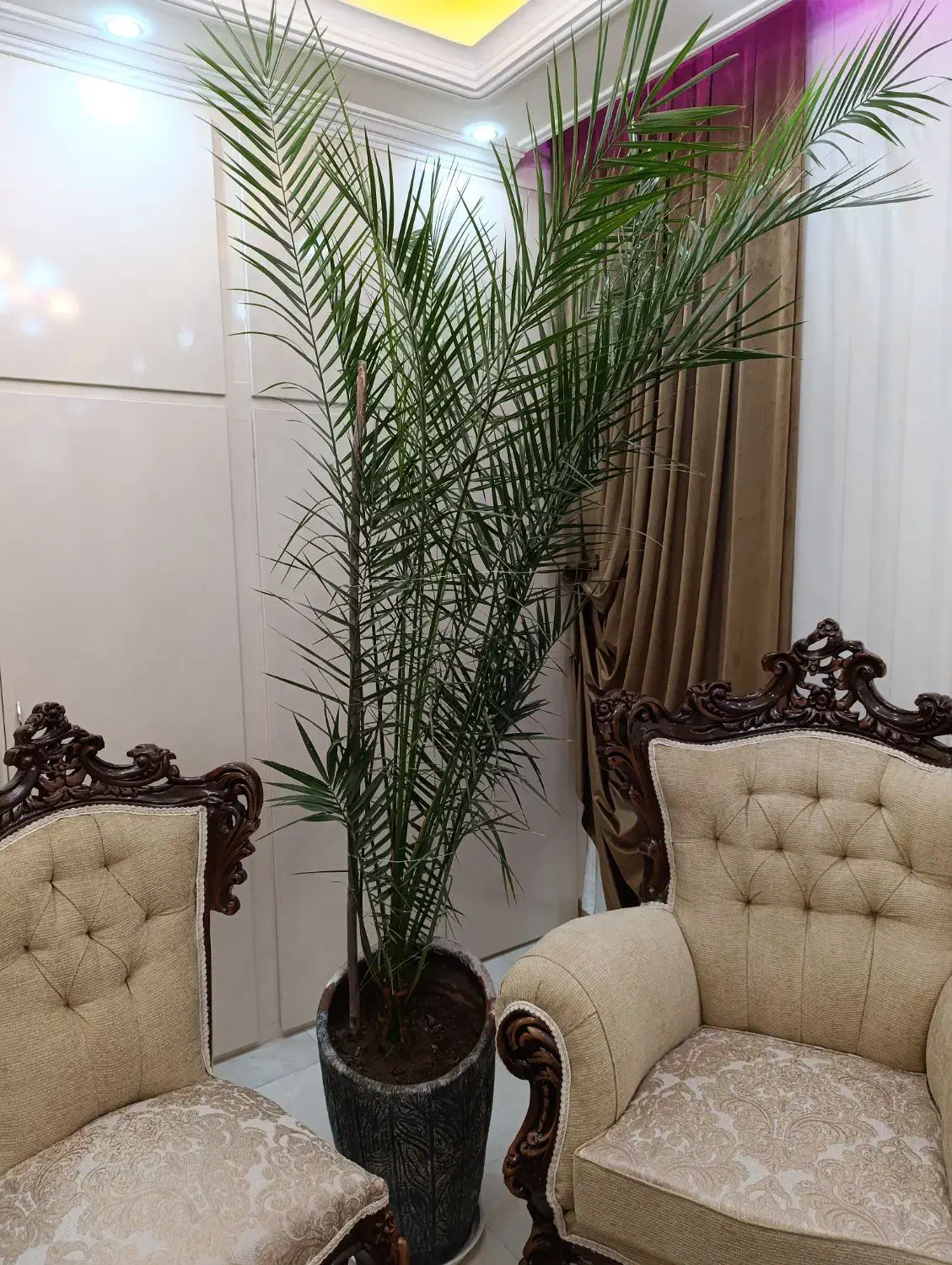 گل فونیکس|گل و گیاه طبیعی|بناب, |دیوار