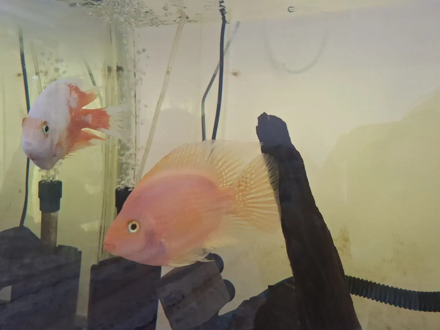 سه عدد ماهی پرت و فلاور|ماهی|خمینی‌شهر, |دیوار