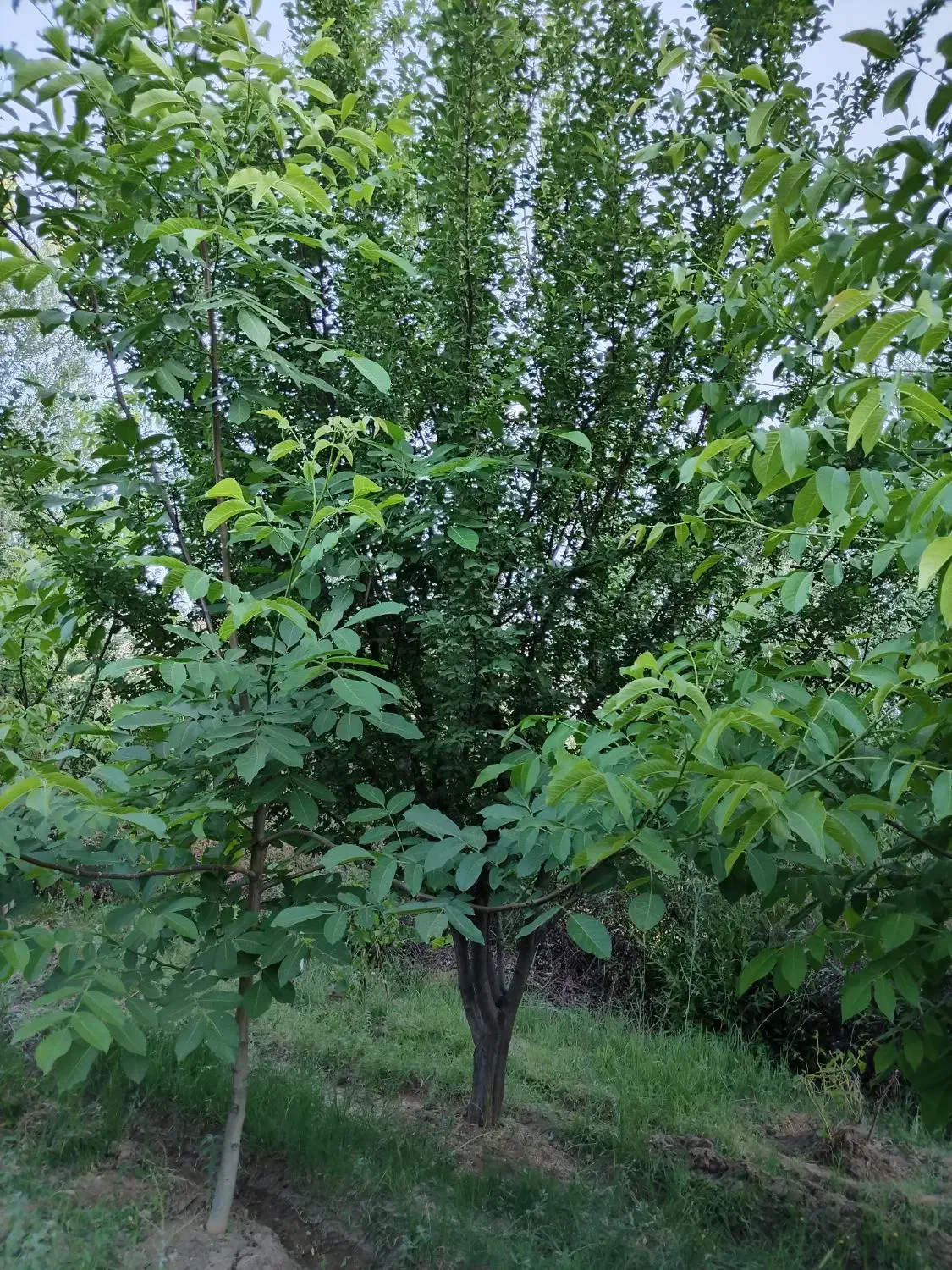 فروش باغ|فروش دفتر صنعتی، کشاورزی، تجاری|الشتر, |دیوار