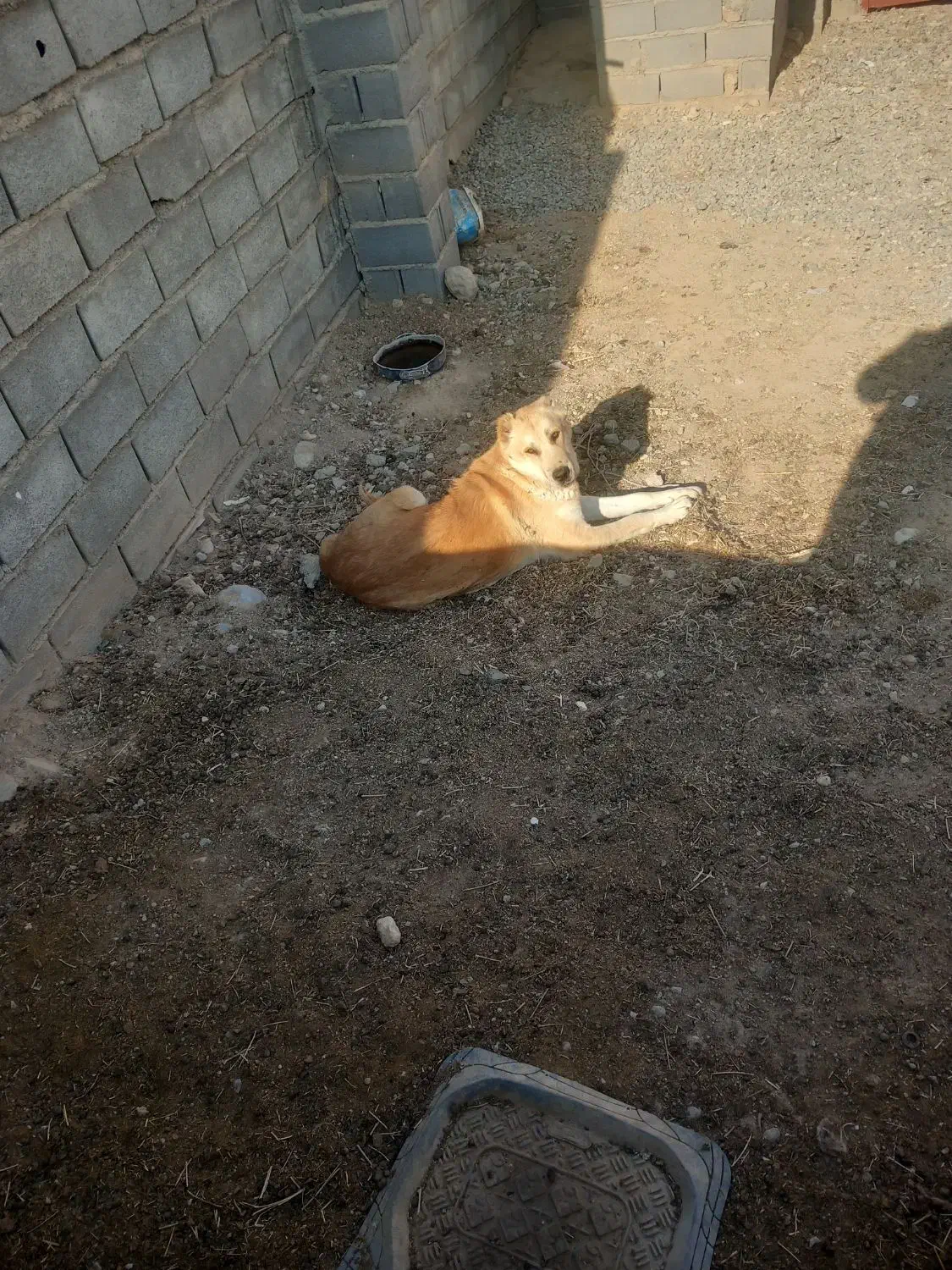 سگ گمشده|حیوانات|شیروان (خراسان), |دیوار