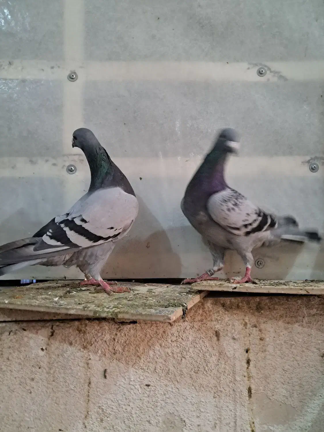 پلاکی|حیوانات|کرمانشاه, |دیوار