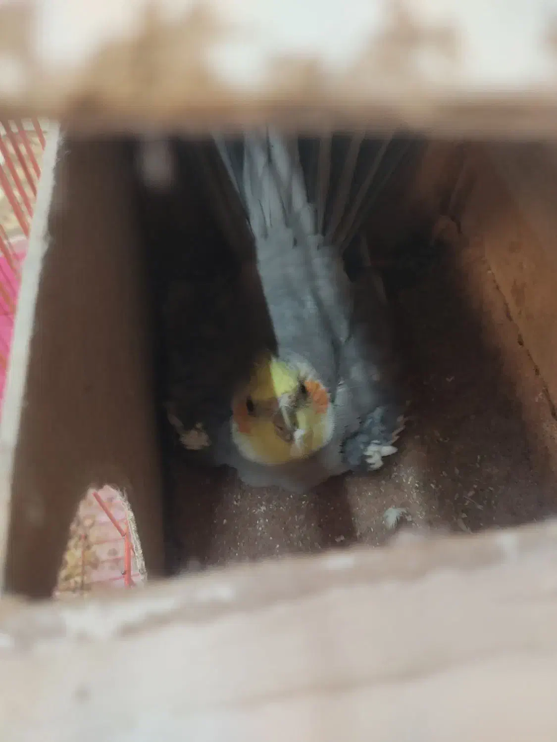 یک جفت عروس هلندی کاملا سالم و تخم گذار|پرنده|پارس‌آباد, |دیوار