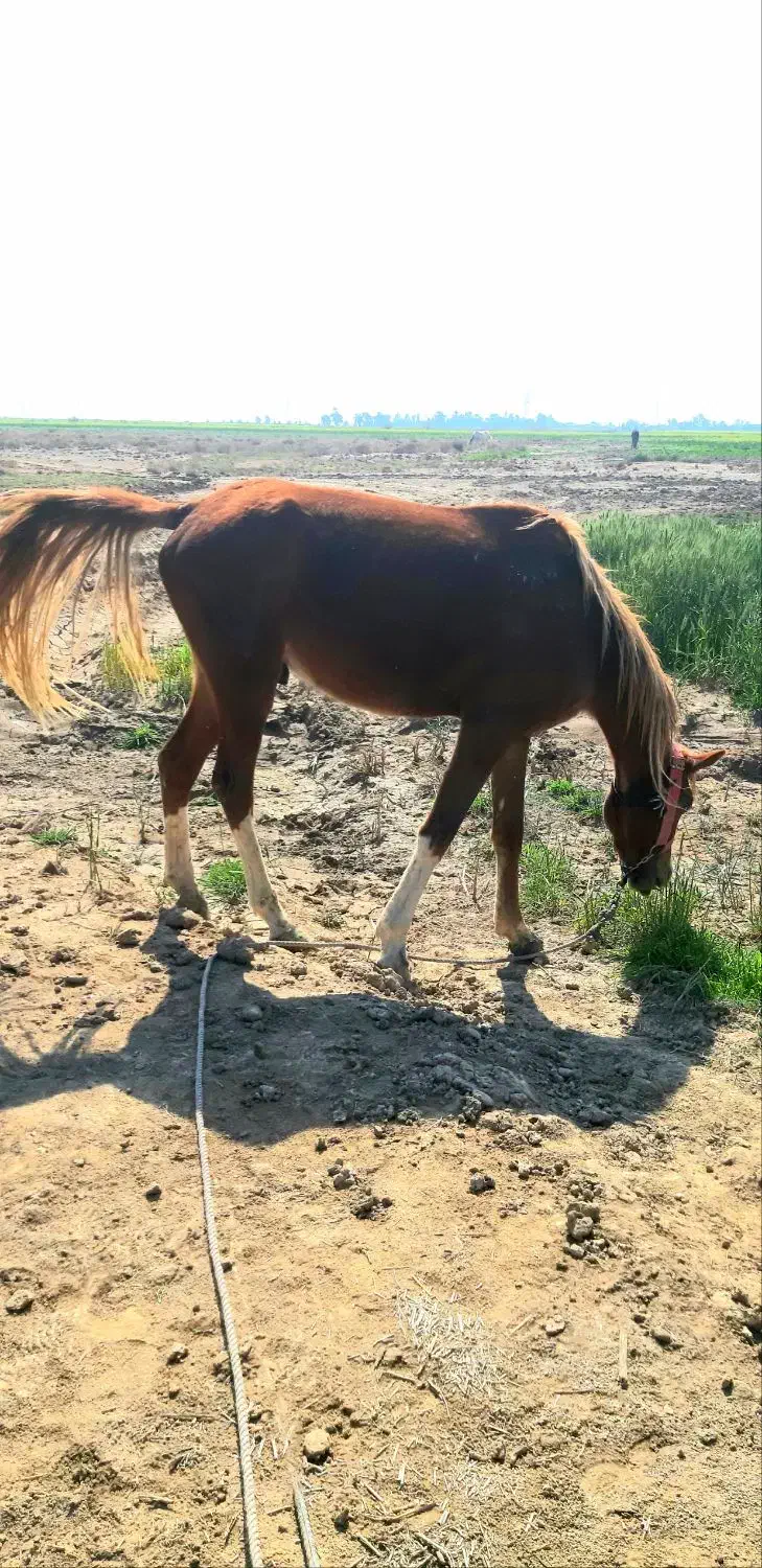 اسب|اسب و تجهیزات اسبسواری|بهبهان, |دیوار