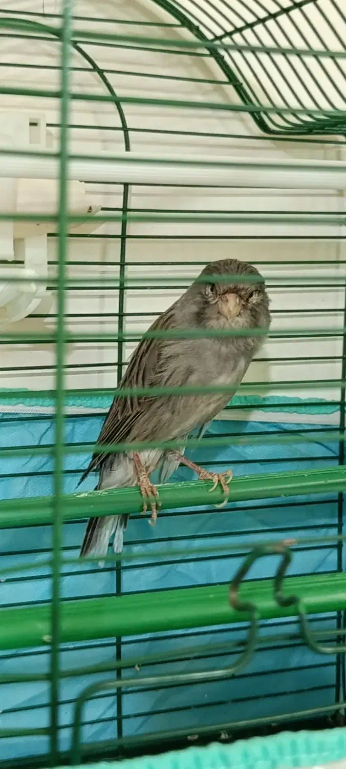 قناری و سهره|پرنده|لامرد, |دیوار