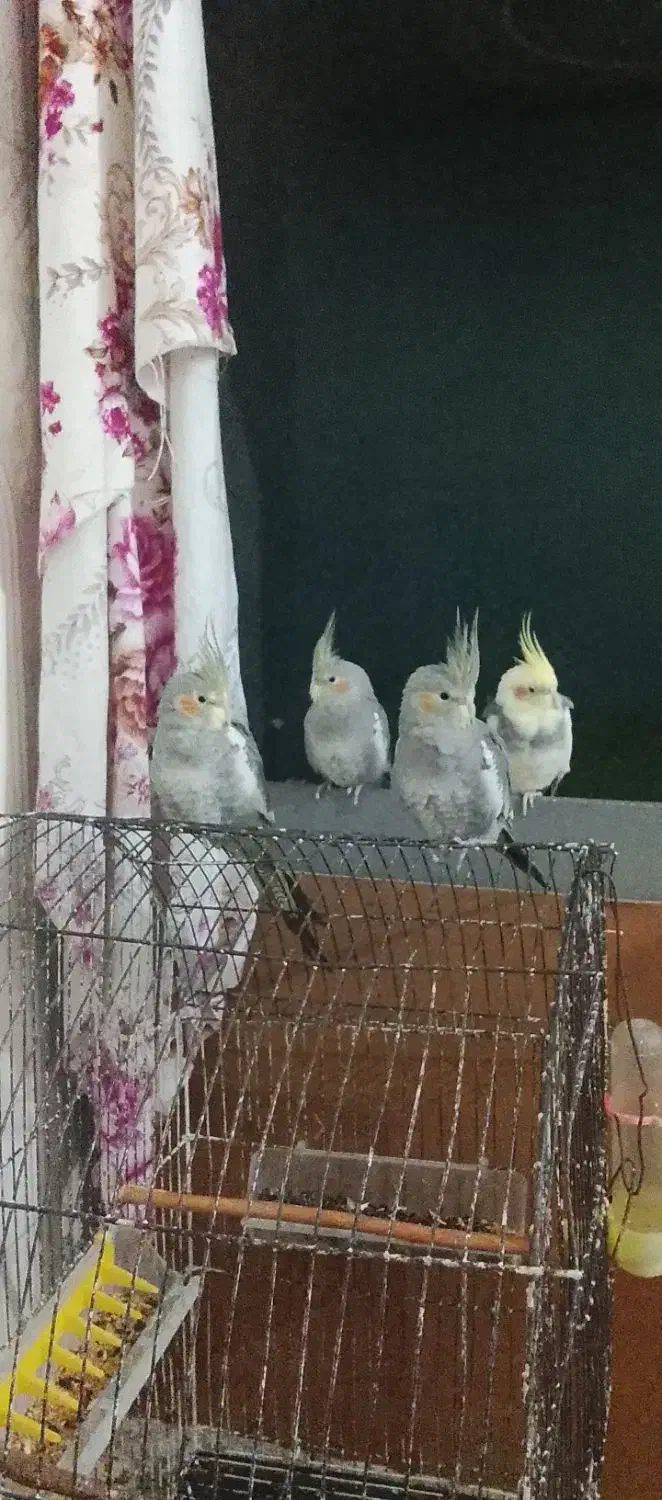 عروس هلندی|پرنده|آبادان, |دیوار