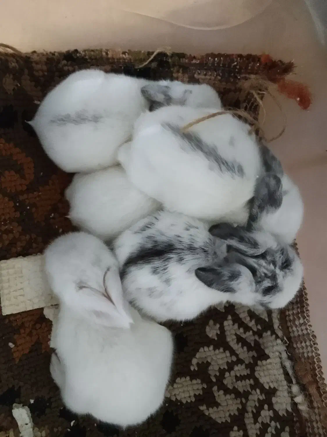 بچهخرگوشهنوزشیرمیخورن|موش و خرگوش|رشت, شهرک صبا|دیوار