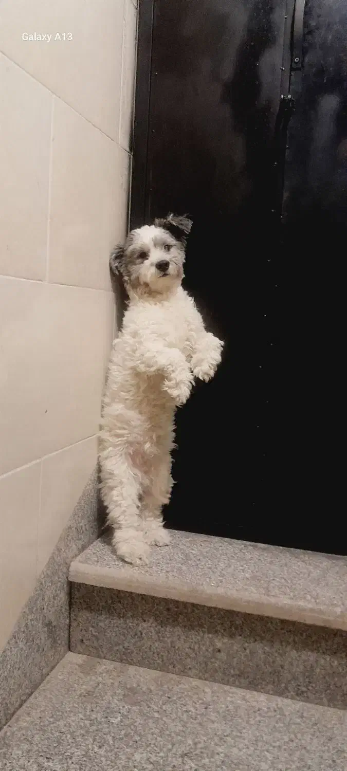 سگ شیتزو|سگ|شیراز, گویم|دیوار