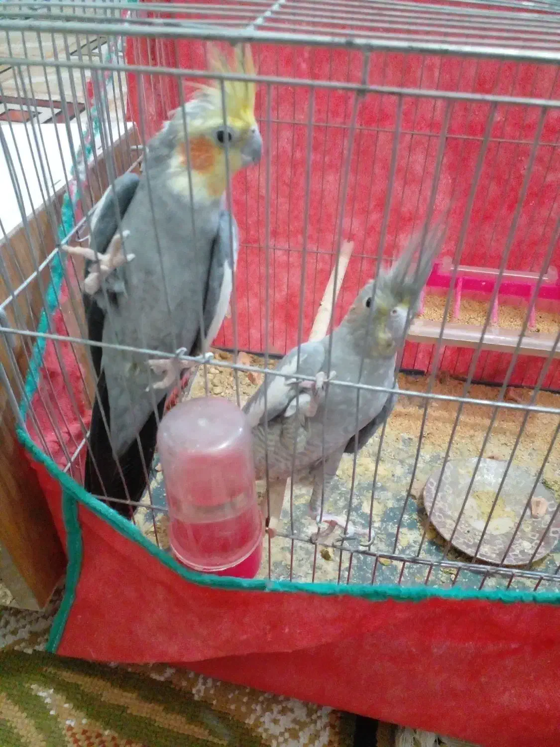 جفت عروس روتخم|پرنده|بم, |دیوار