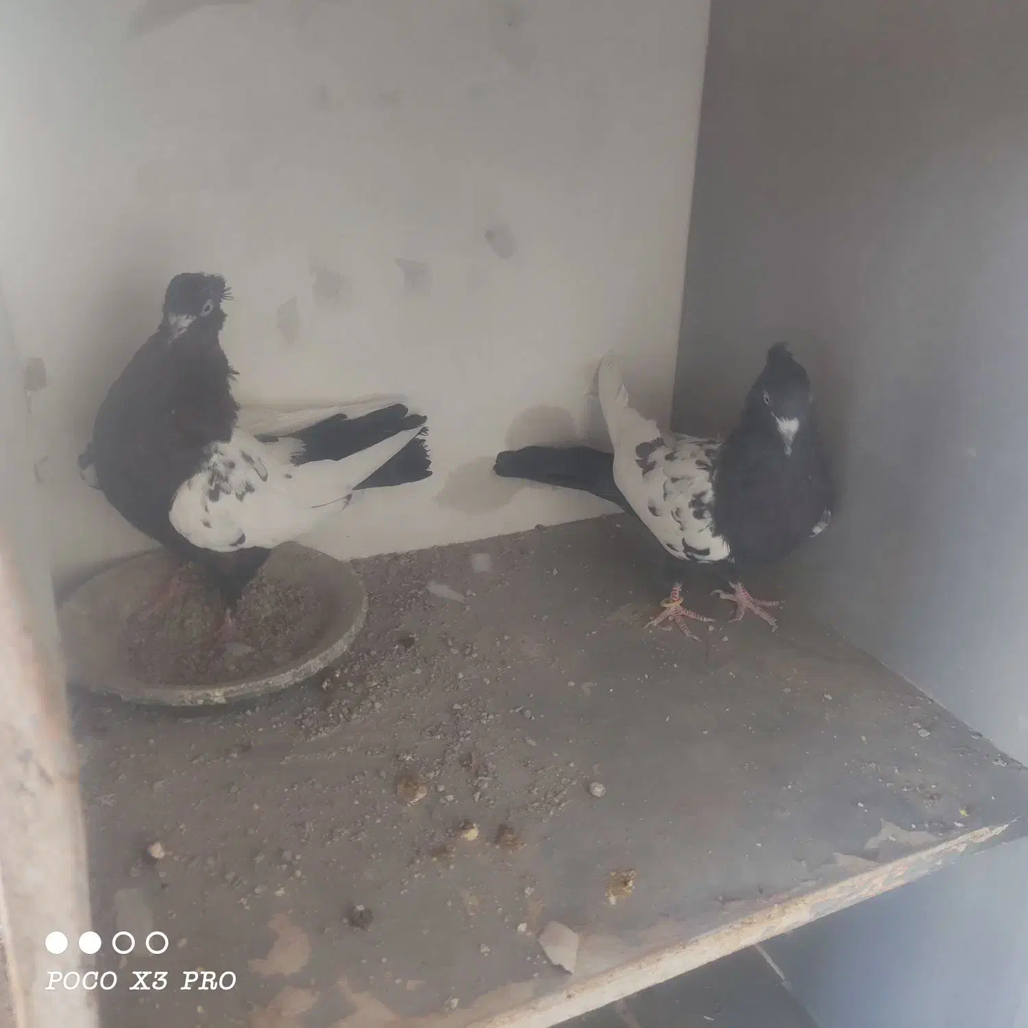 کبوتر|پرنده|مبارکه, |دیوار
