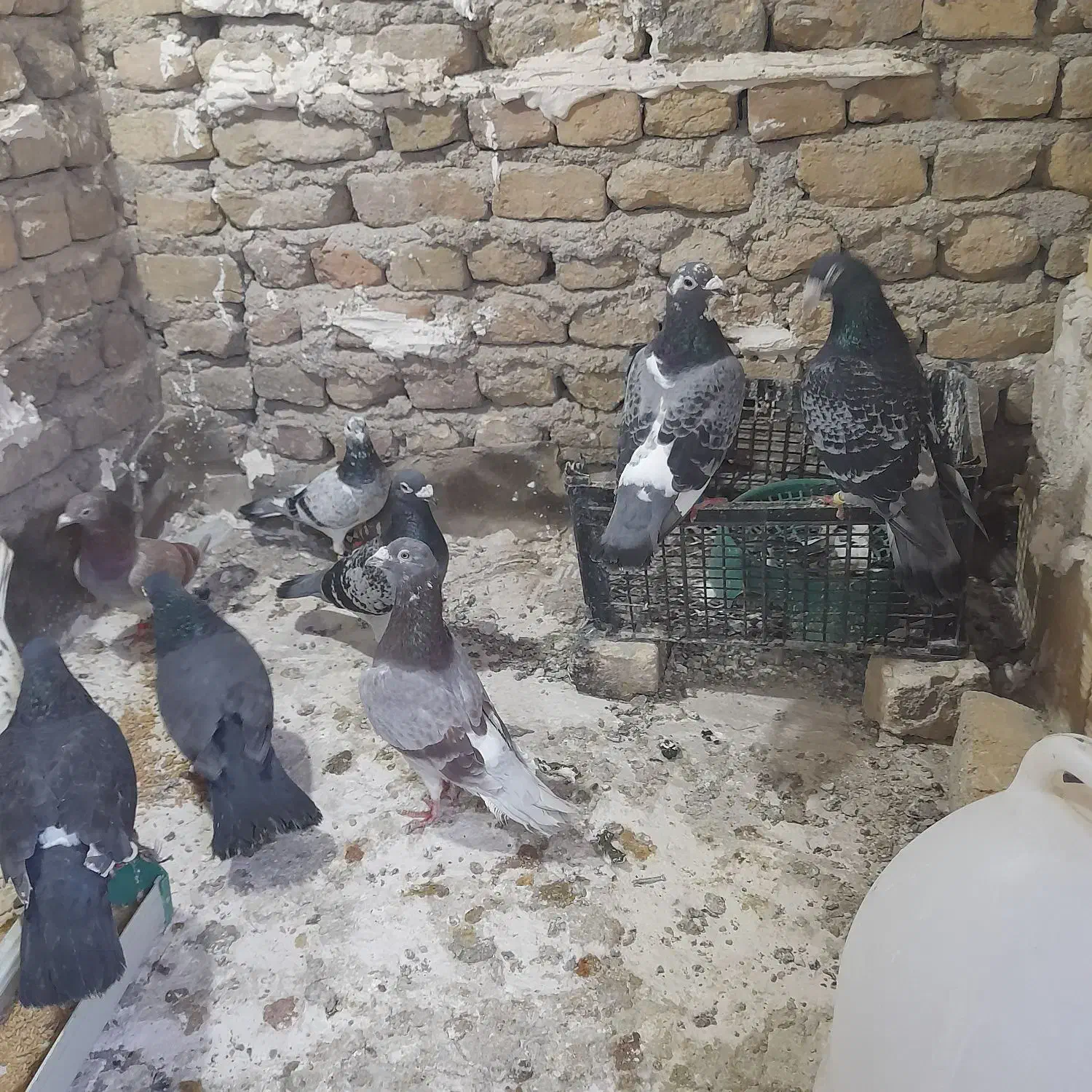 کفتر|پرنده|مشهد, شیرحصار|دیوار