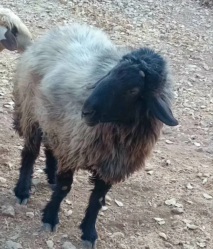 گوسفند جهت فروش|حیوانات مزرعه|لوداب, |دیوار
