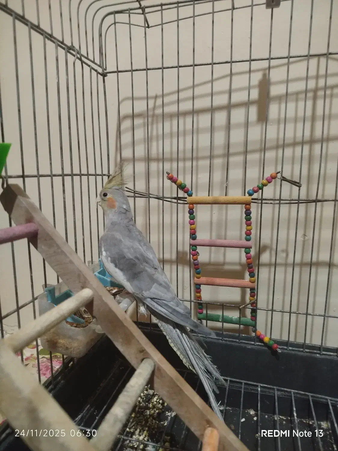 عروس هلندی|پرنده|ساوه, |دیوار