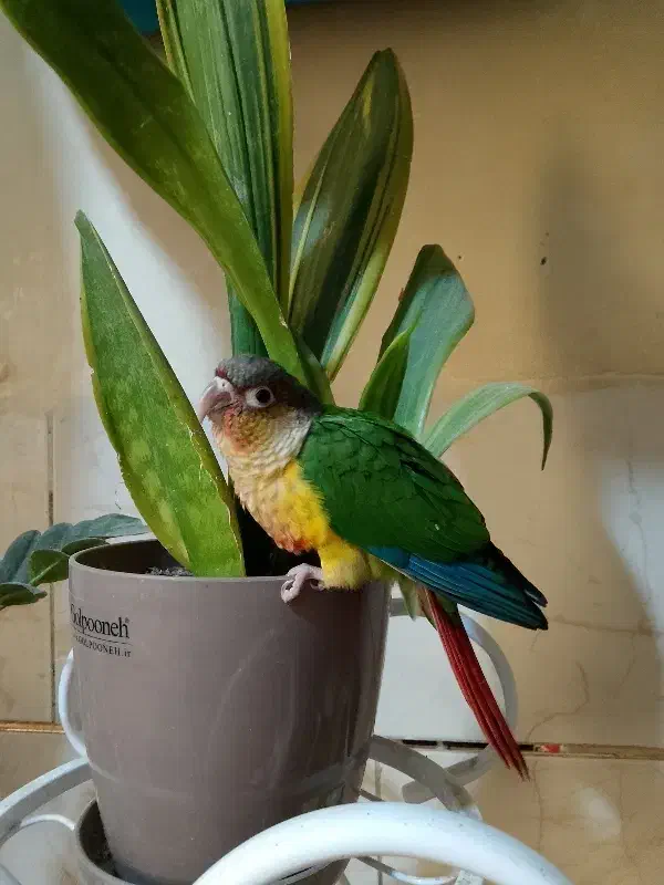 طوطی رام|پرنده|بم, |دیوار