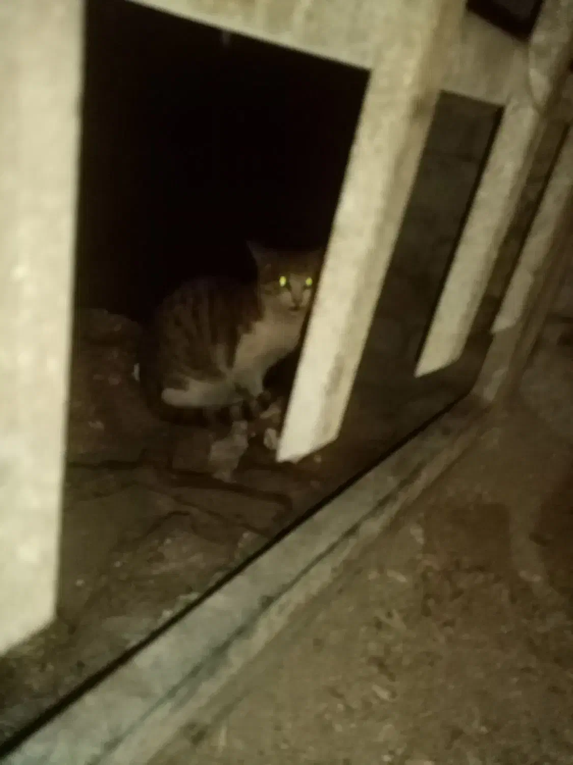 گربه خونگی پیدا شده|حیوانات|ارومیه, |دیوار