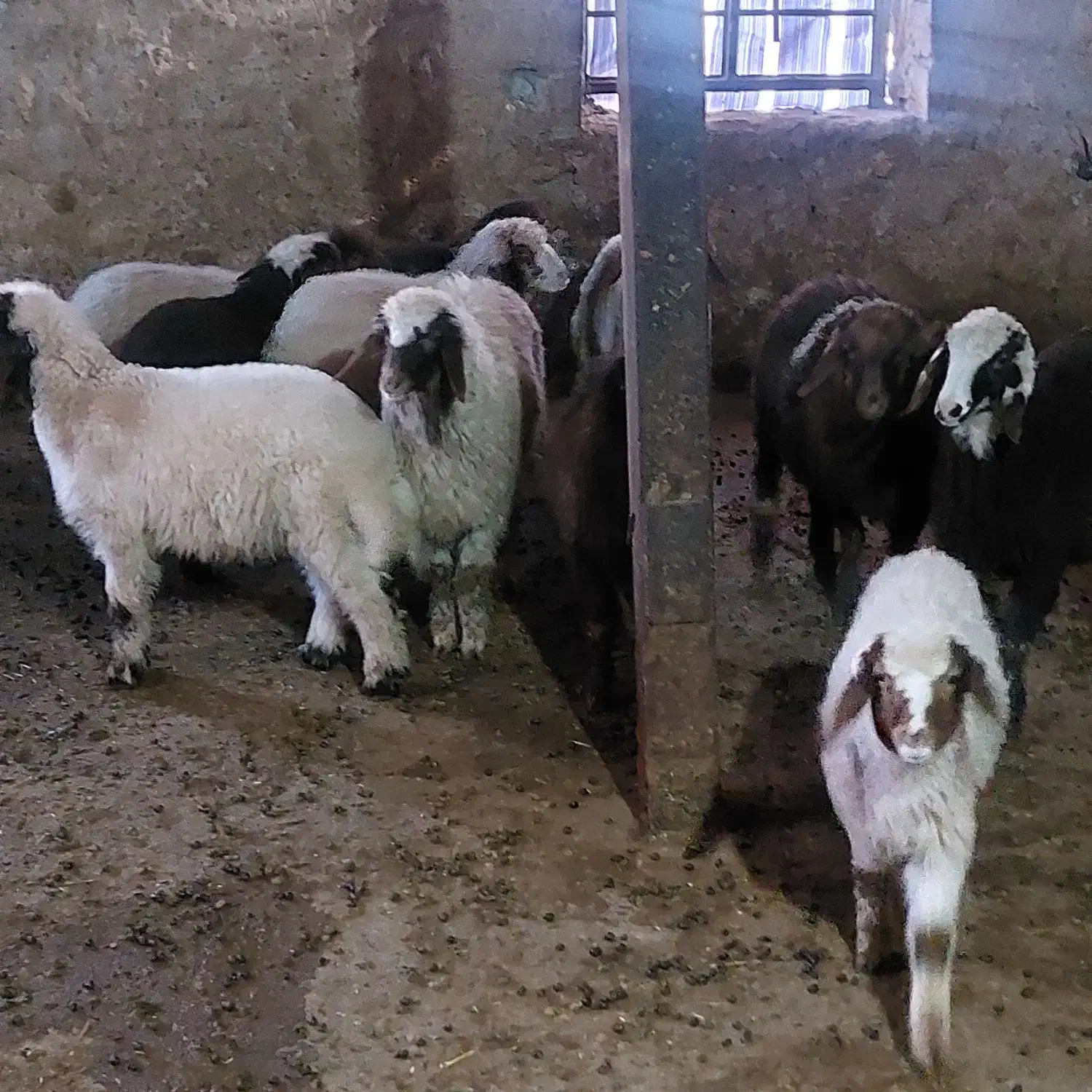 میش وبره|حیوانات مزرعه|کرمانشاه, |دیوار