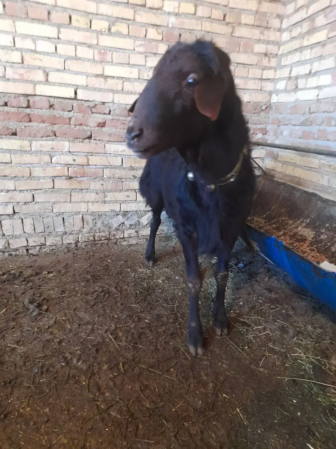 قوچ  شیشک|حیوانات مزرعه|سلماس, |دیوار