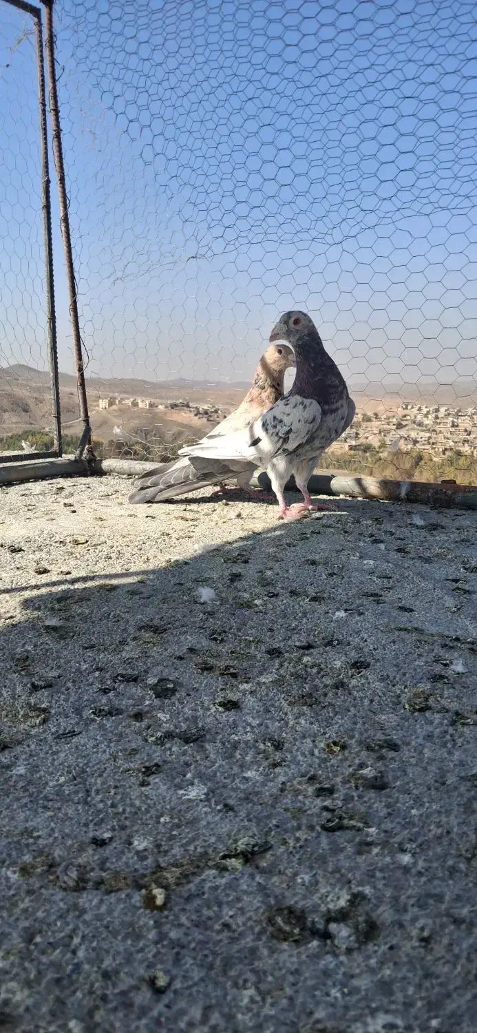 کبوتر سرور|پرنده|فولادشهر, مدیسه|دیوار