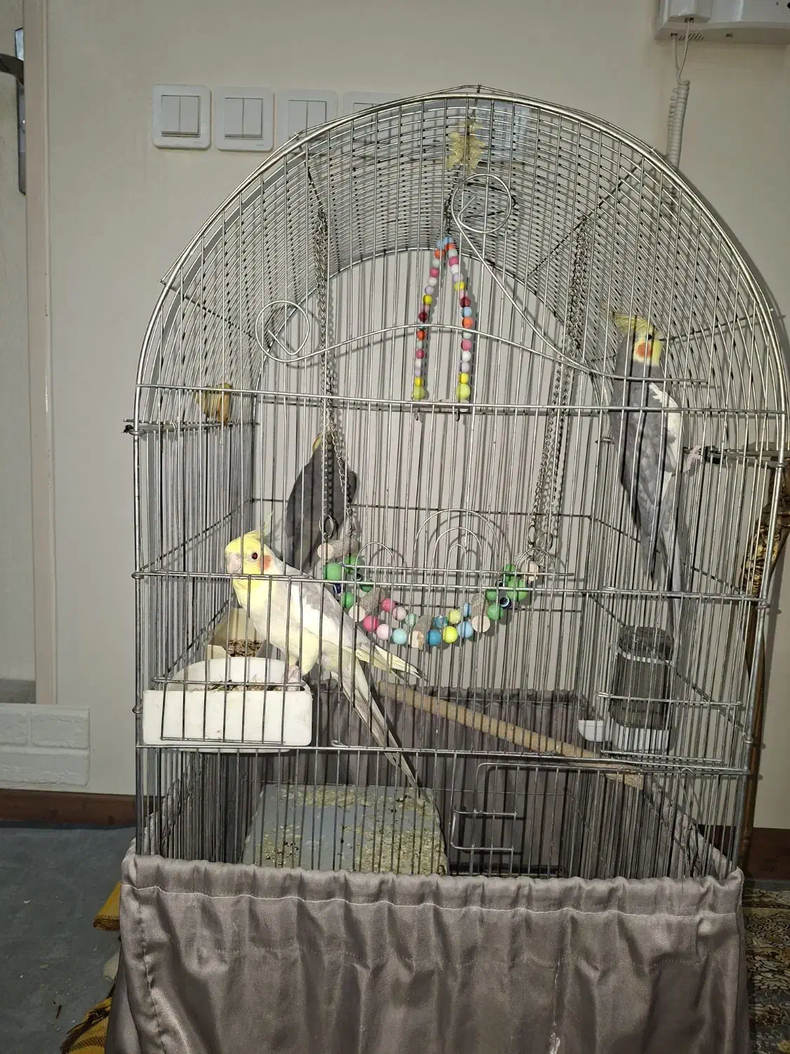 عروس هلندی|پرنده|ری, امین آباد|دیوار